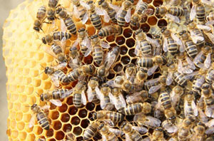 030412bienen.jpg